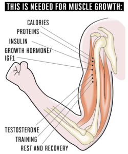 English book testosterone